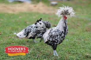 Hoover's hatchery - Their plumage comes in shades of grey. Purpose: Meat Production Rate: 20-40 X-Large White Eggs/Year Temperament: Calm, Pleasant Mature Weight: 18-25 lbs. Hardiness: Cold and Heat Hardy Broodiness: Good Mothers. **Minimum Order Requirements – 8 Goslings**.